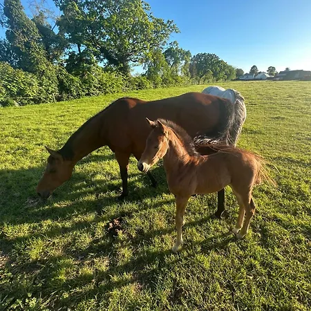 Holiday home 1-bed Cosy Near Emerald Park - Sleeps 5 Dunshaughlin
