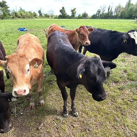 1-bed Cosy Near Emerald Park - Sleeps 5 Holiday home