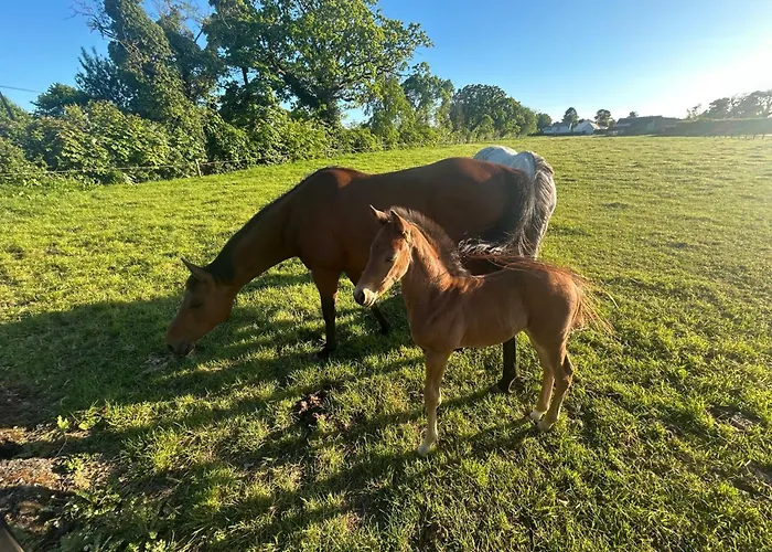 Vakantiehuis 1-bed Cosy Near Emerald Park - Sleeps 5 Dunshaughlin