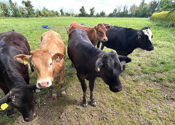 1-bed Cosy Near Emerald Park - Sleeps 5 Vakantiehuis